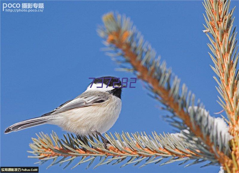 威尔莱顿老虎女篮